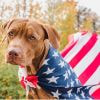 Dog wearing American flag