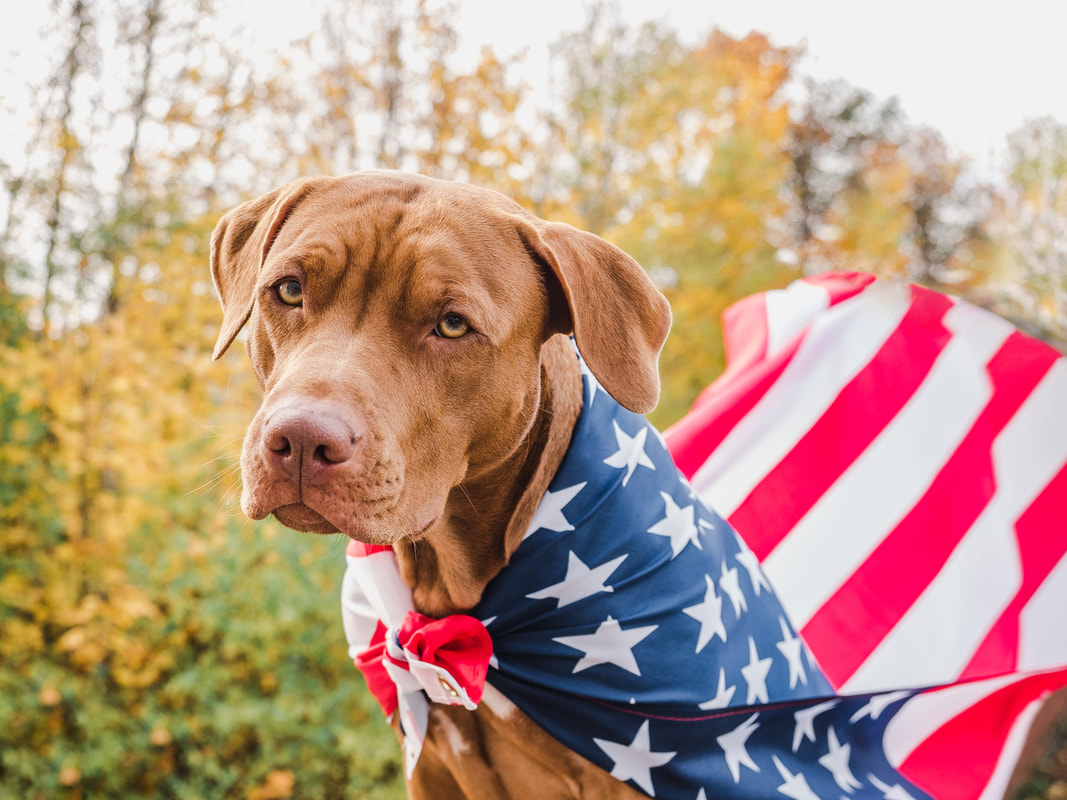 Dog wearing American flag